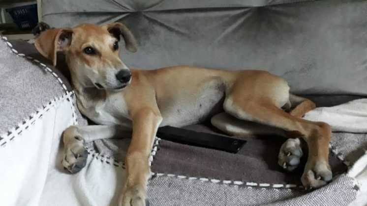 Aumigos, para ado&ccedil;&atilde;o temos esta menina linda. Castrada e porte m&eacute;dio. Muito brincalhona, doce, diplom&aacute;tica  e super obediente. Se d&aacute; bem com todos. Quem puder adotar entrar em contato com a Gislaine pelo telefone 48-99657-7479