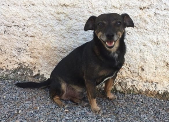 Para ado&ccedil;&atilde;o temos este menino de tr&ecirc;s ano de vida. Porte pequeno, castrado e vacinado. D&oacute;cil, adora brincar e &eacute; muito carente e carinhoso. Quem puder adotar entrar em contato com a Leticia pelo telefone 48-99926-9466