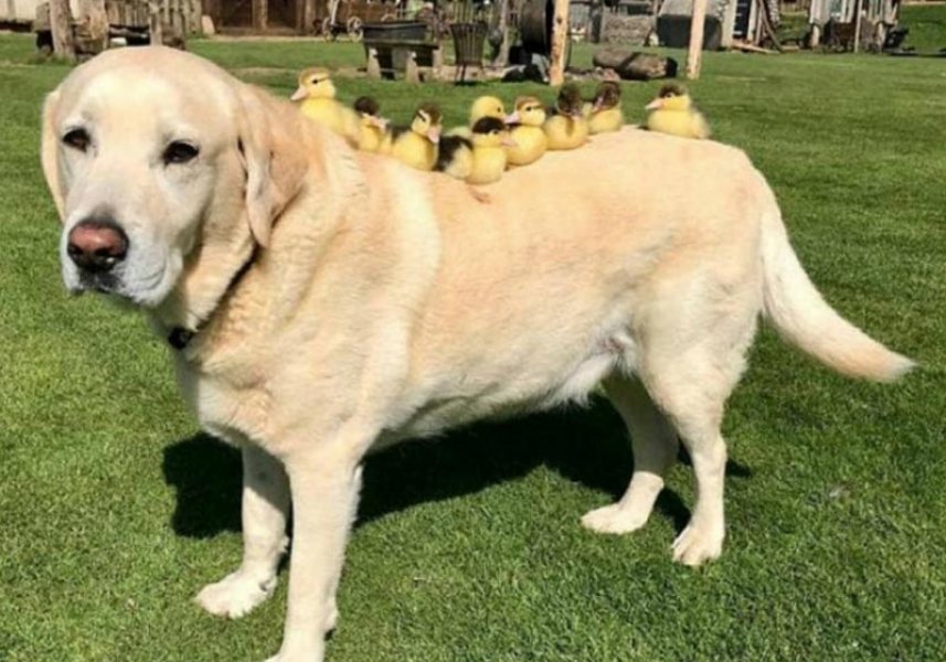 labrador-adota-patinhos-orfaos-e-vira-mae-deles-1