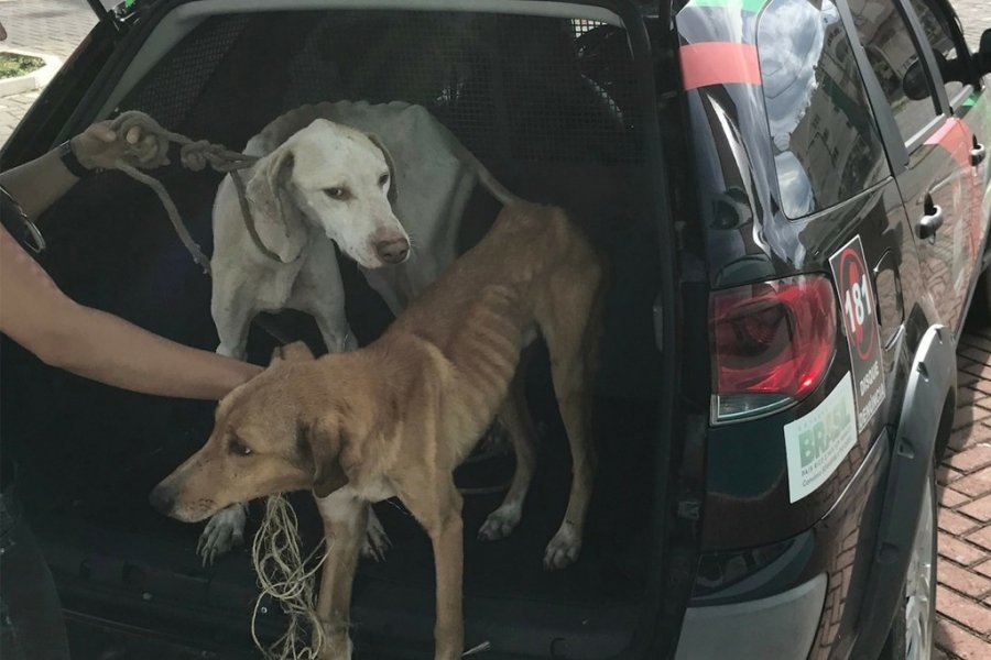 policia-civil-de-sao-joaquim-resgata-animais-vitimas-de-maus-tratos-1