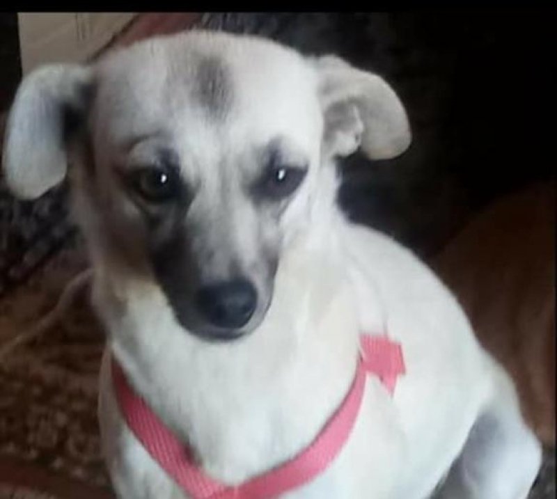 cachorro-recem-adotado-e-abandonado-mais-uma-vez-0