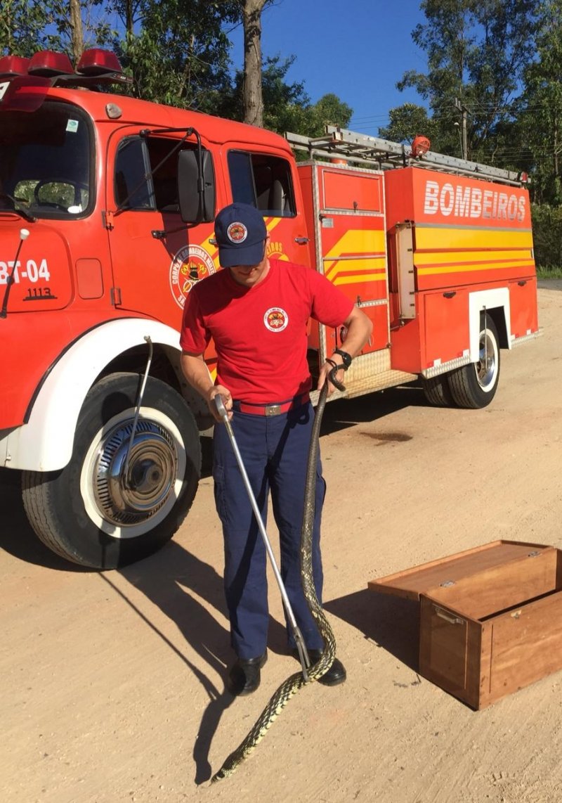 corpo-de-bombeiros-captura-cobra-de-quase-dois-metros-em-morro-da-fumaca-1