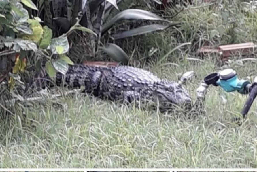 jacare-e-encontrado-em-residencia-1
