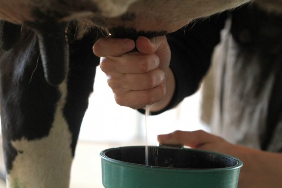 preco-do-leite-ao-produtor-fecha-primeiro-trimestre-com-alta-de-189-1