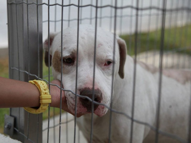 projeto-de-lei-quer-proibir-a-venda-de-caes-e-gatos-em-santos-sp-1