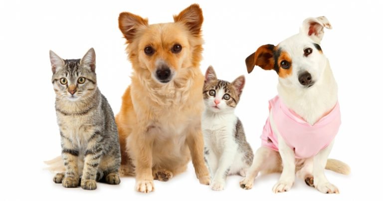 Saiba a importância da castração para o seu pet