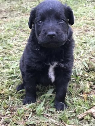 Para ado&ccedil;&atilde;o temos seis beb&ecirc;s fofos demais! Todos com 2 meses de vida. S&atilde;o superd&oacute;ceis e carinhosos. Como s&atilde;o beb&ecirc;s precisam ser educados. Porte m&eacute;dio, tem bastante energia, gostam de brincar. Quem puder adotar algum pode entrar em contato com o Tenete Quintanilha pelo telefone (48) 99841-1480