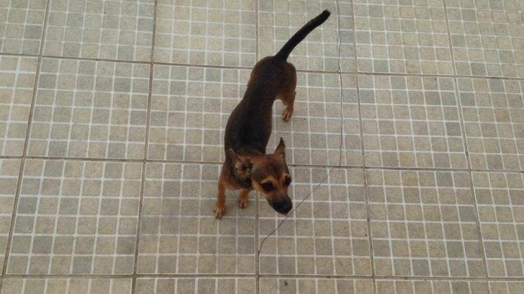 Ainda para ado&ccedil;&atilde;o temos esta menina linda. Porte pequeno, d&oacute;cil e carinhosa. Quem puder adot&aacute;-la pode entrar em contato com a Adriana pelo telefone (48) 99622-6409