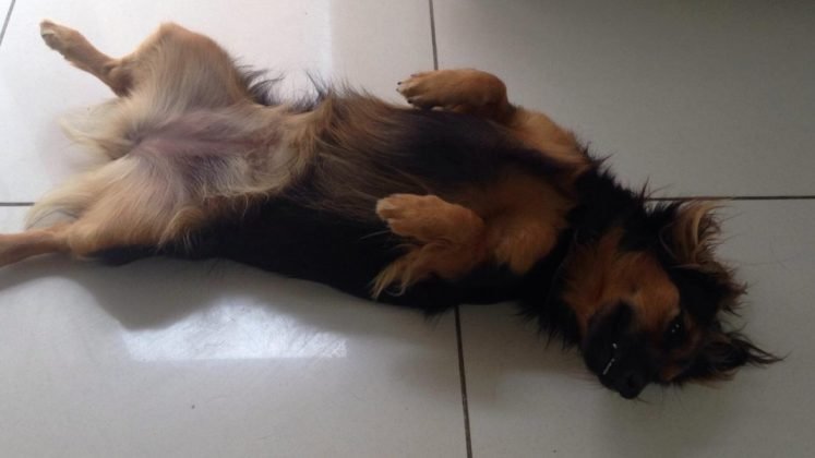 Tamb&eacute;m para ado&ccedil;&atilde;o outra menina. Porte m&eacute;dio, calminha, d&oacute;cil e carinhosa. Quem puder adot&aacute;-la pode entrar em contato com a Adriana pelo telefone (48) 99622-6409