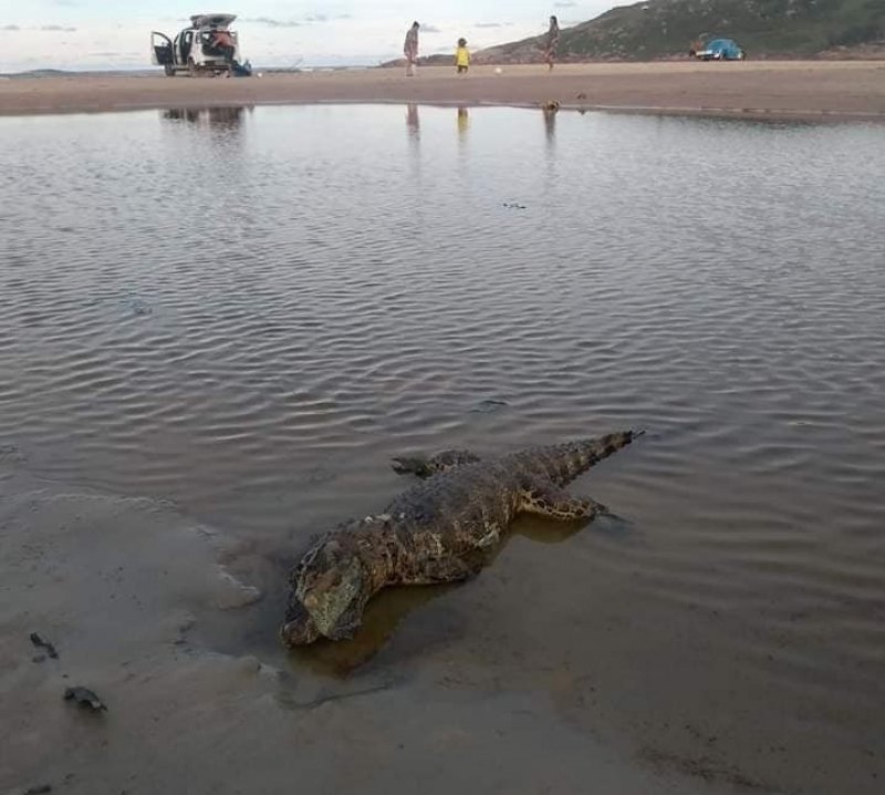 tartaruga-e-jacare-sao-encontrados-sem-vida-em-praias-de-laguna-1