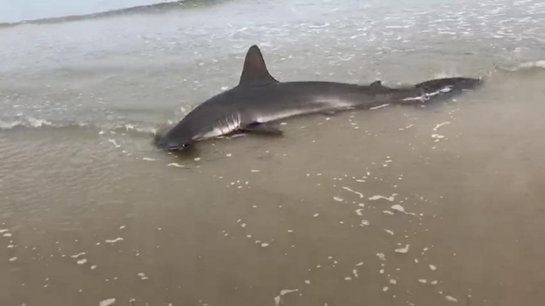 tubarao-martelo-e-avistado-em-praia-de-laguna-1