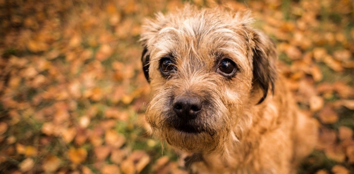 caes-de-rua-sao-resgatados-e-doados-em-feira-em-braco-do-norte-1