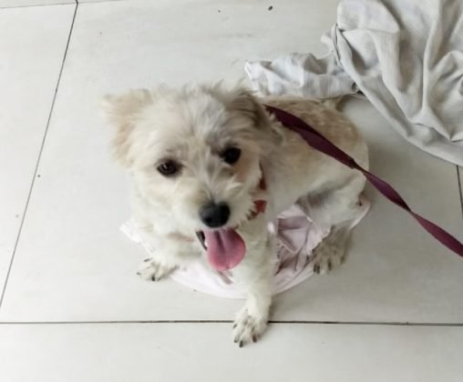 Aumigos, para ado&ccedil;&atilde;o temos esta menina de apenas 3 anos. Porte pequeno, desverminada. Muito doce, carinhosa, adora andar de carro e brincar de bolinha. Quem puder adot&aacute;-la pode entrar em contato com a Gi pelo telefone (48) 99991-8342