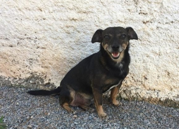 Para ado&ccedil;&atilde;o, temos este menino lind&atilde;o de apenas 3 anos. Porte pequeno, castrado e vacinado. Supercompanheiro, amoroso e brincalh&atilde;o. Quem puder adot&aacute;-lo pode entrar em contato com a Leticia pelo telefone (48) 99926-9466