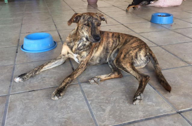 Ainda para ado&ccedil;&atilde;o temos outro menino. Tem 2 anos, castrado e vacinado. Porte grande, mas &eacute; um doce. Adora carinho, &eacute; calminho e ama brincar! Quem puder adot&aacute;-lo pode entrar em contato com a Leticia pelo telefone (48) 99926-9466