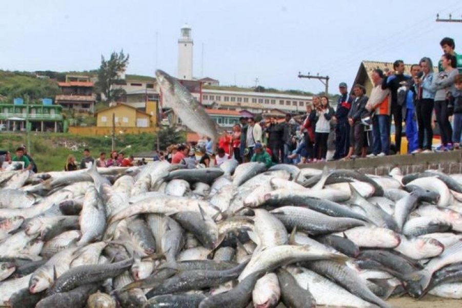 embarcacoes-para-a-pesca-artesanal-da-tainha-podem-ser-limitadas-em-sc-1 Foto: Elvis Palma