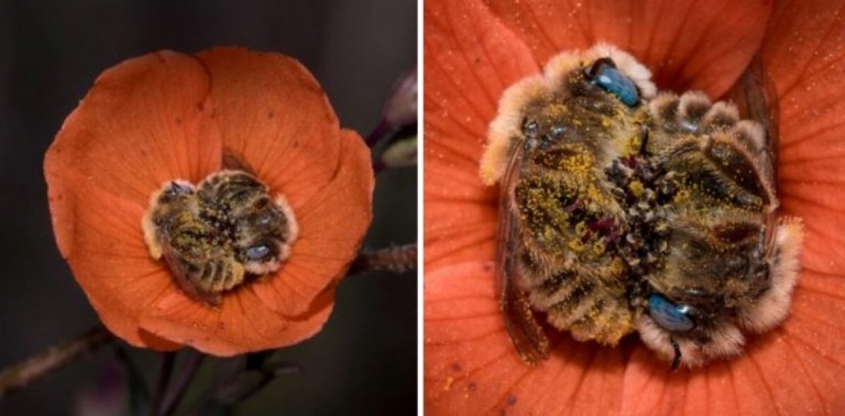 fotografo-captura-foto-de-abelhas-abracadas-dormindo-juntas-em-uma-flor-1