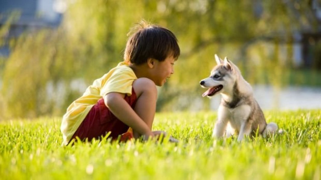 gosto-das-pessoas-que-consideram-seus-animais-de-estimacao-parte-da-familia-1