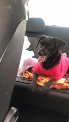 Aumigos, para ado&ccedil;&atilde;o temos esta menina linda chamada Sofia. Porte pequeno, castrada, d&oacute;cil, carinhosa e brincalhona. Ela se d&aacute; bem com outros animais, mas com outras cadelinhas, estranha. Quem puder adot&aacute;-la pode entrar em contato com a Bruna pelo telefone (48) 99927-5860.