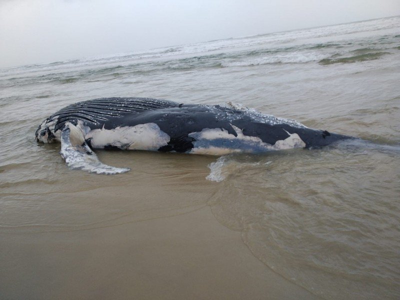 filhote-de-baleia-jubart-e-encontrado-morto-na-barra-do-camacho-1