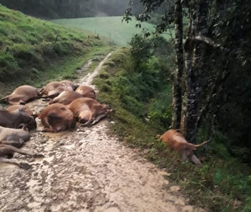 raio-mata-17-vacas-em-propriedade-de-rio-fortuna-1