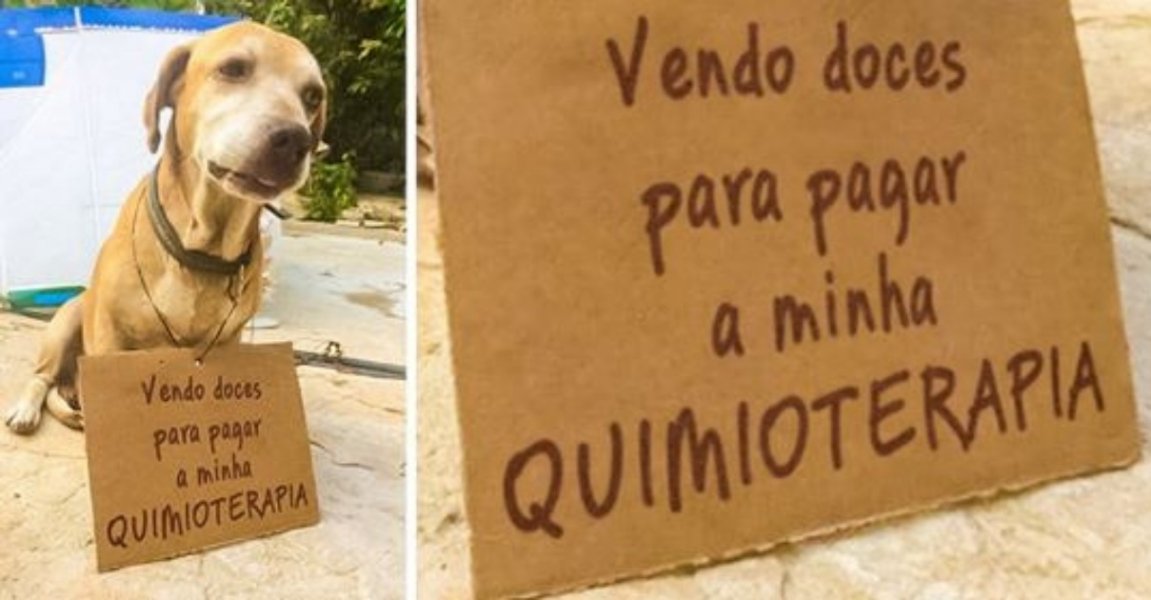 a-historia-do-caozinho-que-vende-doces-para-pagar-seu-tratamento-e-a-linda-resposta-das-pessoas-1