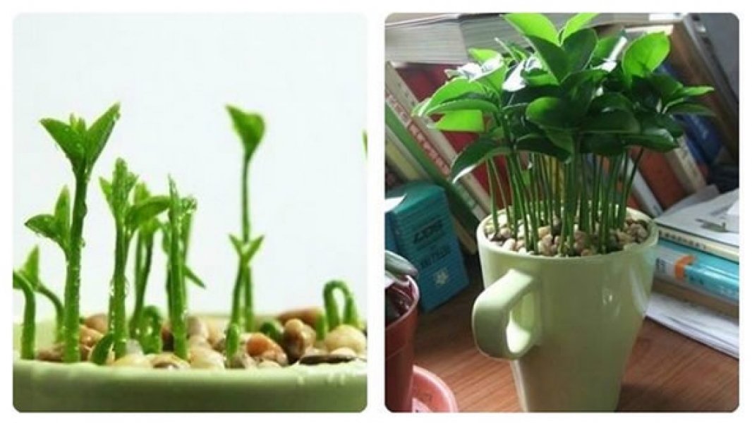 aprenda-a-plantar-limao-em-uma-xicara-para-decorar-e-perfumar-sua-casa-1
