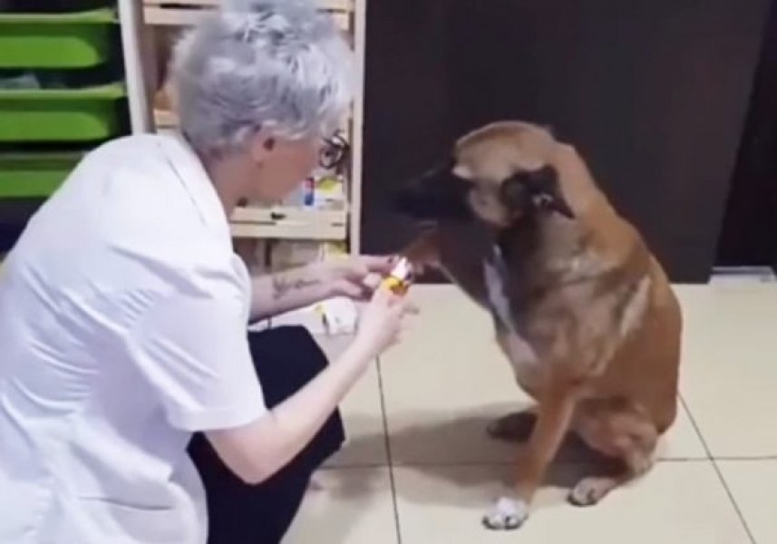 cao-machucado-entra-na-farmacia-e-pede-ajuda-a-pessoa-certa-1