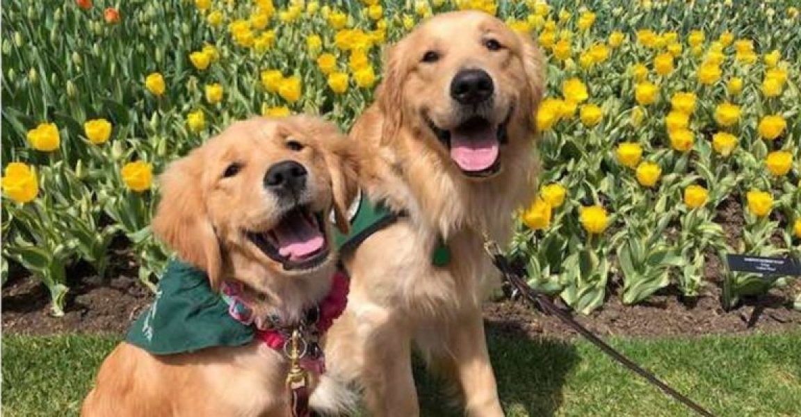 escola-adota-caes-treinados-para-combater-ansiedade-entre-alunos-1