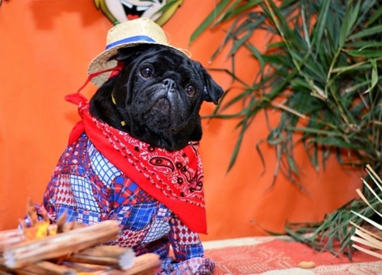 Festas juninas: confira quais cuidados tomar com seu cão ou gato