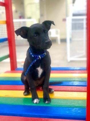 Aumigos, para ado&ccedil;&atilde;o temos este menino fof&iacute;ssimo. Porte m&eacute;dio, vacinado e com castra&ccedil;&atilde;o garantida. Muito carinhoso, d&oacute;cil e se d&aacute; bem com outros animais. Quem puder adotar entrar em contato com a Maria J&uacute;lia pelo telefone 48-99158-5399.