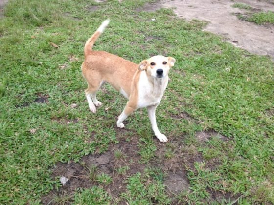 Ainda para ado&ccedil;&atilde;o, uma menina linda de apenas seis meses. Castrada, porte m&eacute;dio, calma, d&oacute;cil e muito amorosa. Quem puder adotar entrar em contato com a Adriana pelo telefone 48-99622-6409.