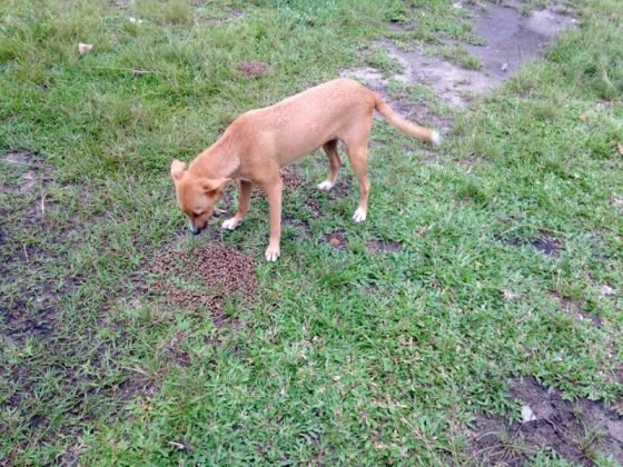 Ainda para ado&ccedil;&atilde;o ,uma menina linda tamb&eacute;m com seis meses. Castrada, porte m&eacute;dio, calma, d&oacute;cil e muito amorosa. Quem puder adotar entrar em contato com a Adriana pelo telefone 48-99622-6409.