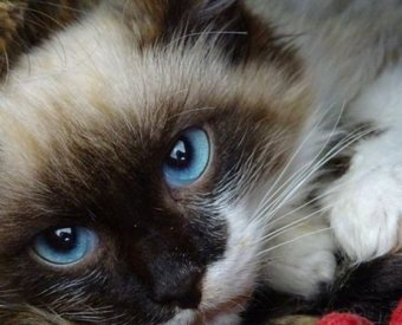 zoofilia-gato-morre-apos-ser-violentado-sexualmente-em-indaial-sc-1