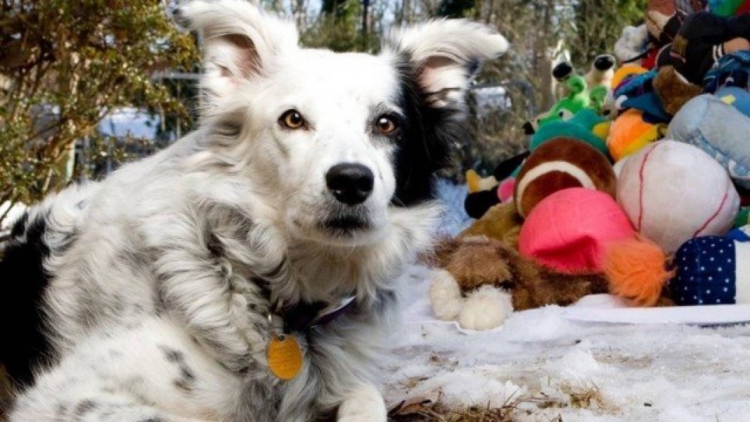 cadela-mais-inteligente-do-mundo-morre-aos-15-anos-1