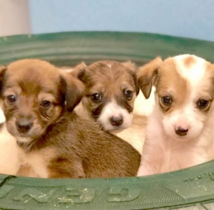 Ainda para ado&ccedil;&atilde;o temos estes filhotes, todas meninas de apenas 40 dias. Porte pequeno, com castra&ccedil;&atilde;o garantida. S&atilde;o superd&oacute;ceis, carinhosas e adoram brincar. Tem muita energia, pois s&atilde;o beb&ecirc;s. Quem puder adot&aacute;-las pode entrar em contato com a Bruna pelo telefone (48) 99927-5860