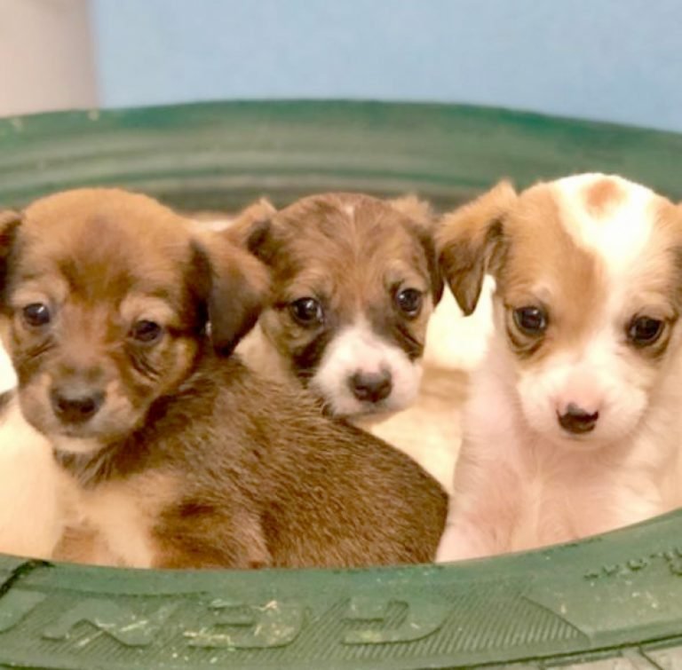Ainda para adoção temos estes filhotes, todas meninas de apenas 40 dias. Porte pequeno, com castração garantida. São superdóceis, carinhosas e adoram brincar. Tem muita energia, pois são bebês. Quem puder adotá-las pode entrar em contato com a Bruna pelo telefone (48) 99927-5860