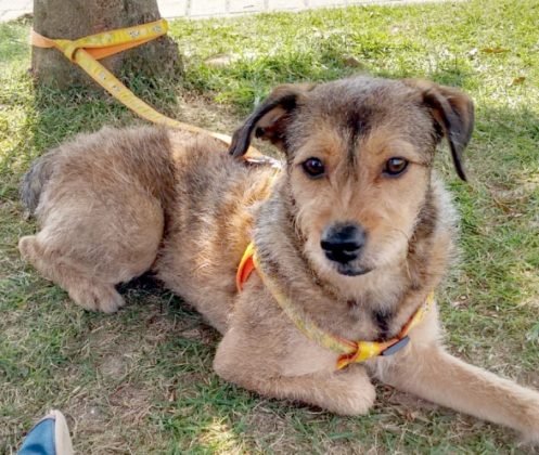 Tamb&eacute;m para ado&ccedil;&atilde;o temos outra menina linda e fofa! Castrada, d&oacute;cil, carinhosa, calminha e muito boazinha. Quem puder adot&aacute;-la pode entrar em contato com a J&eacute;ssica pelo telefone (48) 99607-5104