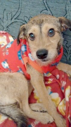 Tamb&eacute;m para ado&ccedil;&atilde;o mais uma menina muito meiga, d&oacute;cil, carinhosa, castrada e muito calminha. Quem puder adot&aacute;-la pode entrar em contato com a J&eacute;ssica pelo telefone (48) 99607-5104