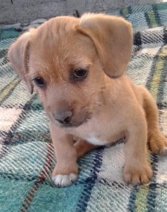 Aumigos, para ado&ccedil;&atilde;o temos esta linda menina de apenas 8 meses de vida. Porte m&eacute;dio, castra&ccedil;&atilde;o garantida. Muito doce, d&oacute;cil e carinhosa. Como &eacute; filhote, tem bastante energia e adora brincar. Quem puder adot&aacute;-la pode entrar em contato com a Andresa pelo telefone (48) 99824-8502