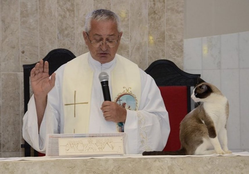 depois-de-caes-agora-e-um-gato-que-nao-sai-do-altar-durante-a-missa-0