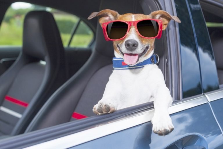 Férias: Os pets vão viajar também?