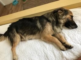 Aumigos, para adoção temos esse menino lindão de apenas dois anos de vida. Porte pequeno, vacinado e castrado. Dócil e carinhoso. Se dá muito bem com outros animais. Quem puder adotar entrar em contato com a Micheli pelo telefone 48-99927-2326.