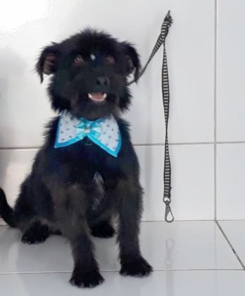 Ainda para ado&ccedil;&atilde;o temos outro menino muito fofo, de apenas oito meses. Castrado e vacinado. Porte pequeno, d&oacute;cil, amoroso e brincalh&atilde;o. Se d&aacute; bem com outros animais. Quem puder adotar entrar em contato com a Leticia pelo telefone 48-99926-9466.