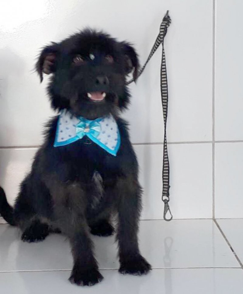 Ainda para adoção temos outro menino muito fofo, de apenas oito meses. Castrado e vacinado. Porte pequeno, dócil, amoroso e brincalhão. Se dá bem com outros animais. Quem puder adotar entrar em contato com a Leticia pelo telefone 48-99926-9466.