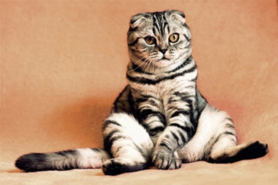 juiza-de-sc-decide-que-gato-mingau-disputado-por-casal-separado-tera-guarda-compartilhada-1 Imagem meramente ilustrativa