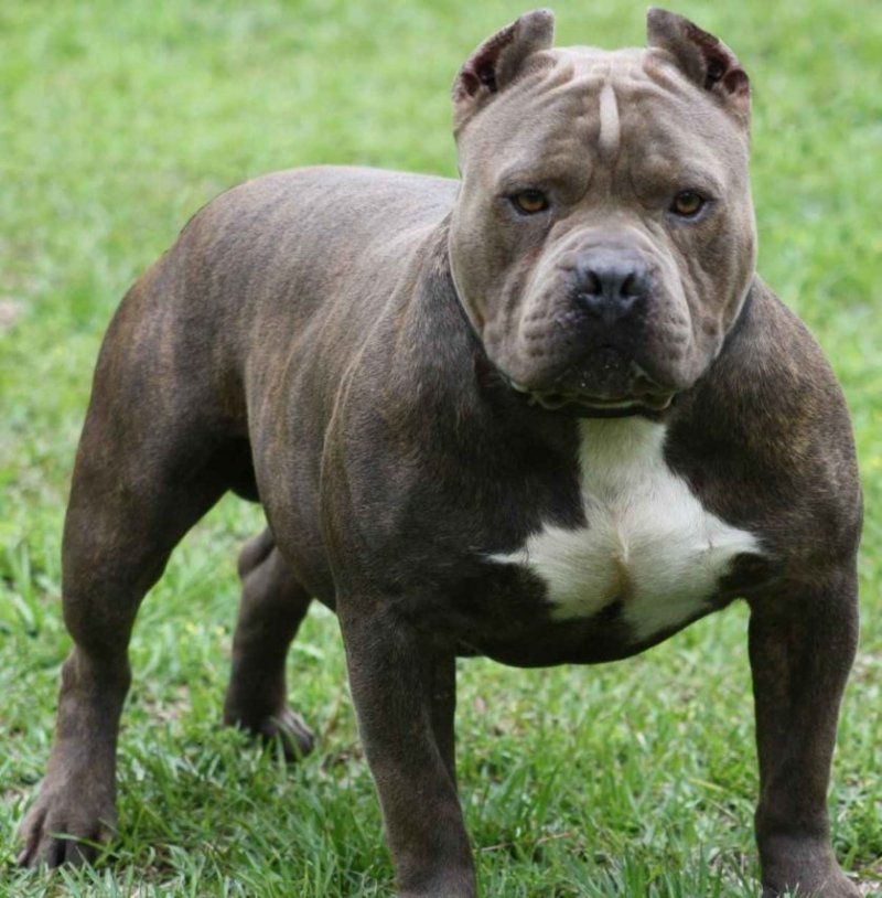 oeste-mulher-e-socorrida-pelos-bombeiros-apos-ser-atacada-por-pitbull-1