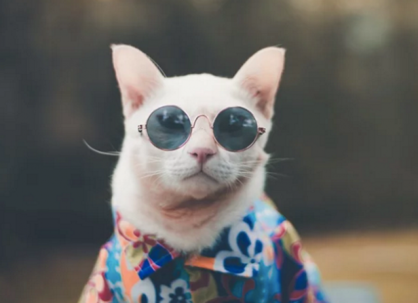 pesquisa-comprova-que-gatos-copiam-as-personalidades-de-seus-donos-1