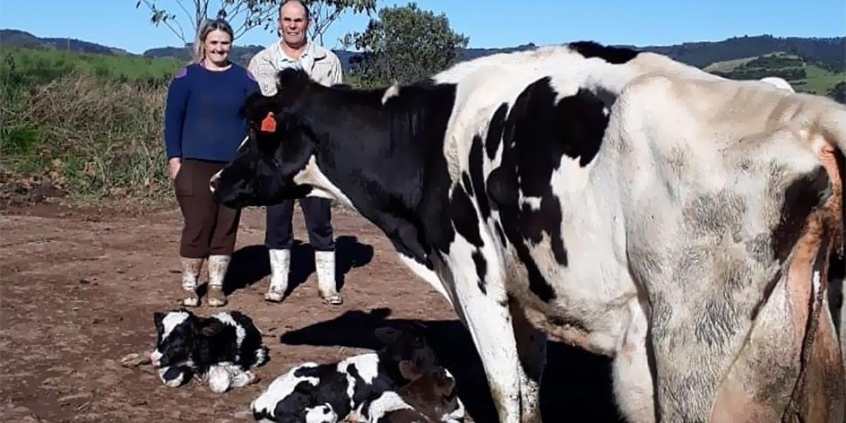 vaca-da-a-luz-a-trigemeos-no-interior-de-serafina-correa-1