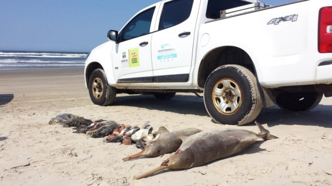 morte-de-17-animais-marinhos-encontrados-na-ultima-sexta-e-investigada-1